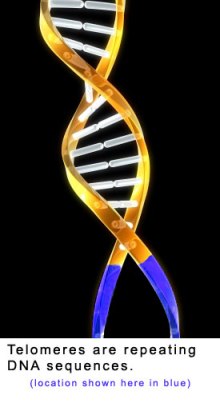 Telomere on DNA strand