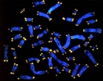 telomeres photo
